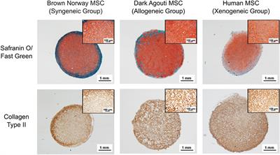 Endochondral Bone Regeneration by Non-autologous Mesenchymal Stem Cells